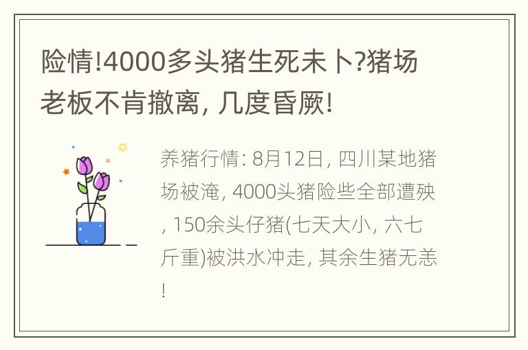 险情!4000多头猪生死未卜?猪场老板不肯撤离，几度昏厥!