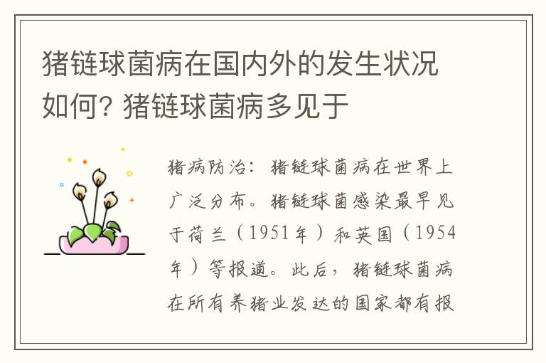 猪链球菌病在国内外的发生状况如何? 猪链球菌病多见于