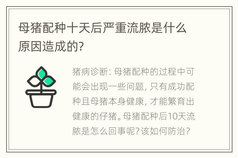 母猪配种十天后严重流脓是什么原因造成的？