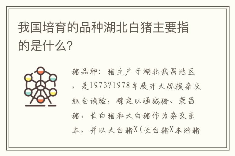 我国培育的品种湖北白猪主要指的是什么？