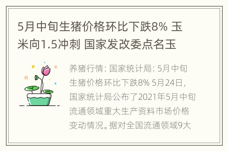 5月中旬生猪价格环比下跌8% 玉米向1.5冲刺 国家发改委点名玉米！多