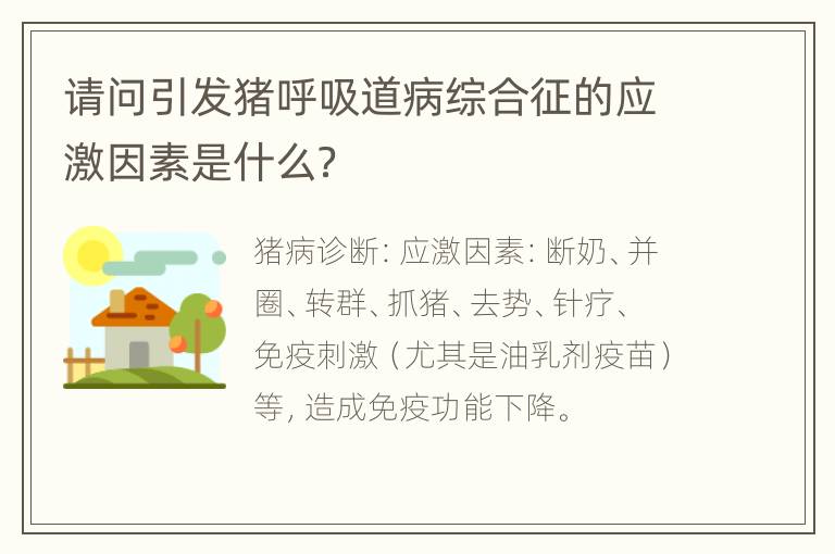 请问引发猪呼吸道病综合征的应激因素是什么？