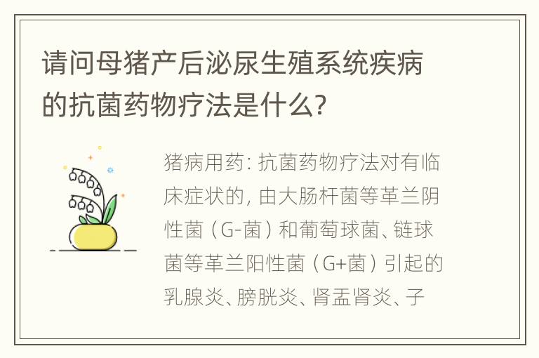 请问母猪产后泌尿生殖系统疾病的抗菌药物疗法是什么？