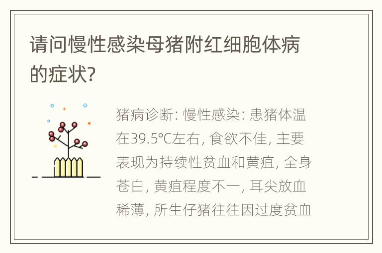 请问慢性感染母猪附红细胞体病的症状？