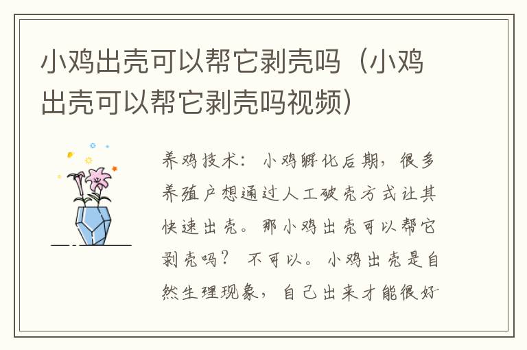 小鸡出壳可以帮它剥壳吗（小鸡出壳可以帮它剥壳吗视频）