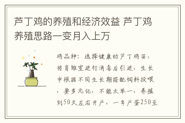 芦丁鸡的养殖和经济效益 芦丁鸡养殖思路一变月入上万