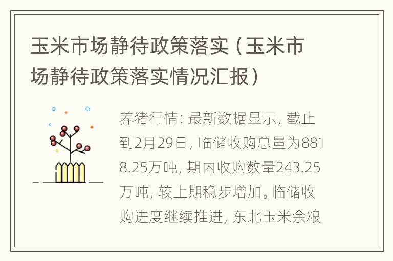 玉米市场静待政策落实（玉米市场静待政策落实情况汇报）