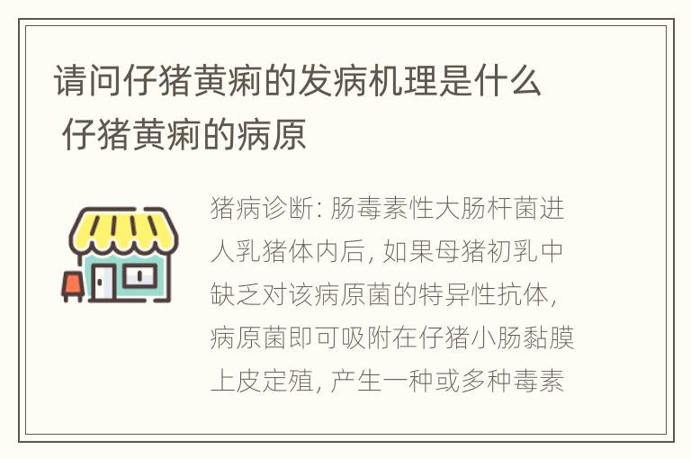 请问仔猪黄痢的发病机理是什么 仔猪黄痢的病原