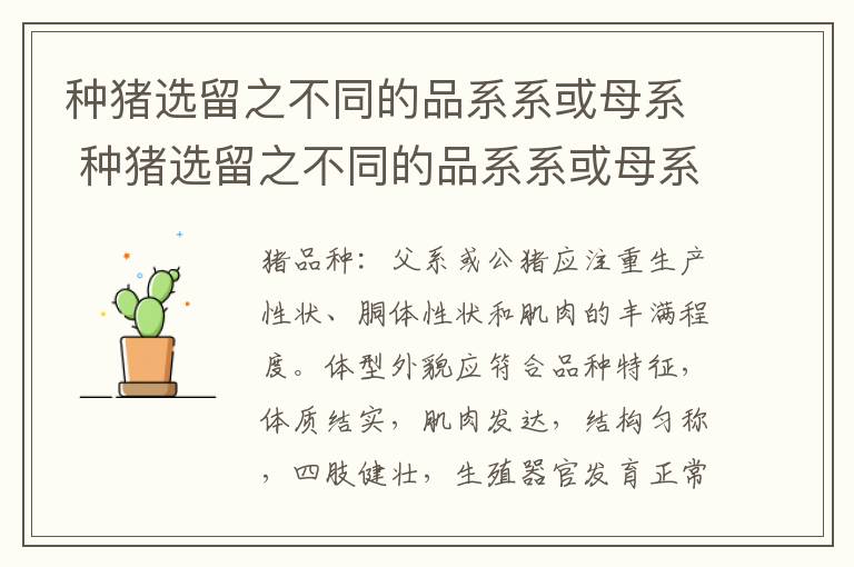 种猪选留之不同的品系系或母系 种猪选留之不同的品系系或母系系统