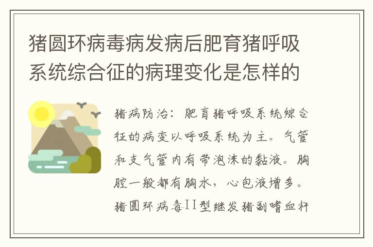 猪圆环病毒病发病后肥育猪呼吸系统综合征的病理变化是怎样的？