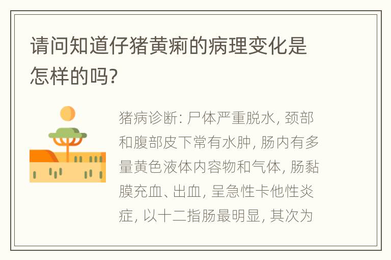 请问知道仔猪黄痢的病理变化是怎样的吗？