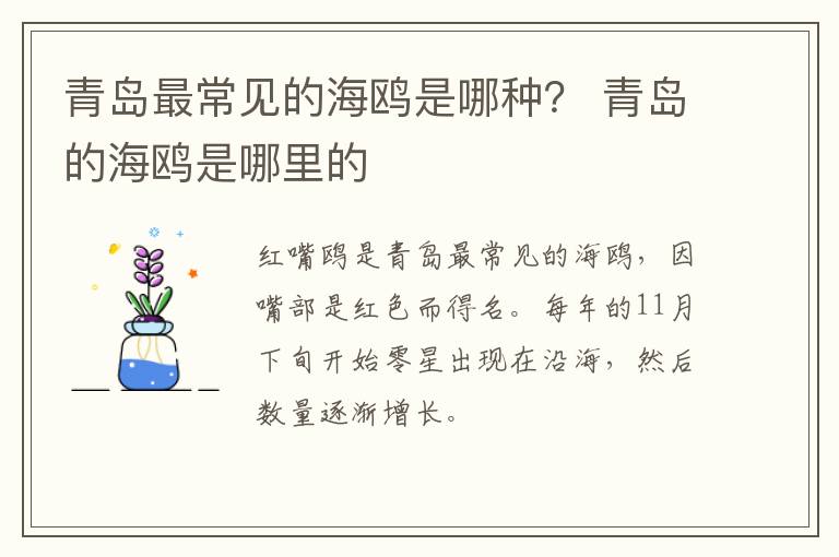 青岛最常见的海鸥是哪种？ 青岛的海鸥是哪里的