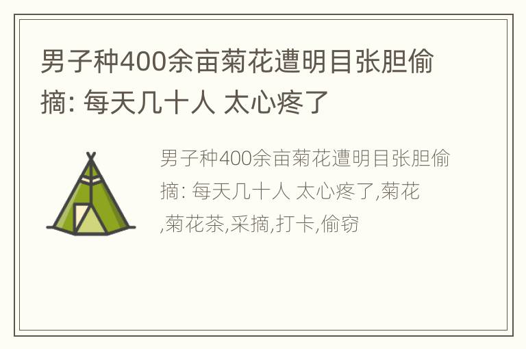 男子种400余亩菊花遭明目张胆偷摘：每天几十人 太心疼了