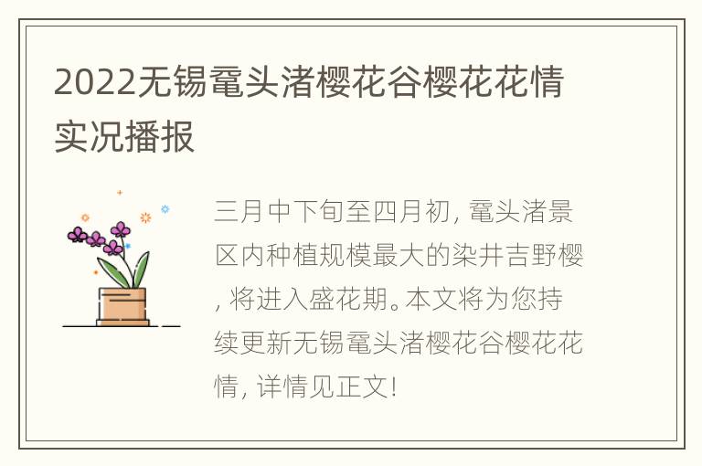 2022无锡鼋头渚樱花谷樱花花情实况播报