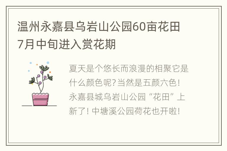 温州永嘉县乌岩山公园60亩花田7月中旬进入赏花期