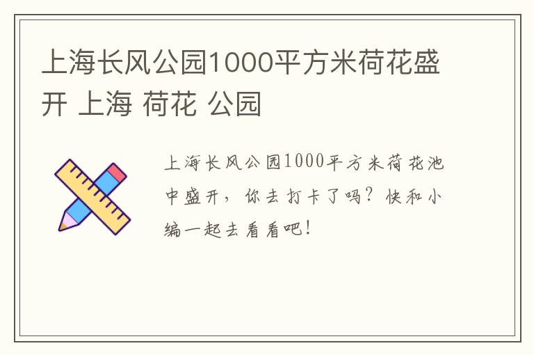 上海长风公园1000平方米荷花盛开 上海 荷花 公园