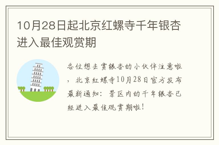 10月28日起北京红螺寺千年银杏进入最佳观赏期