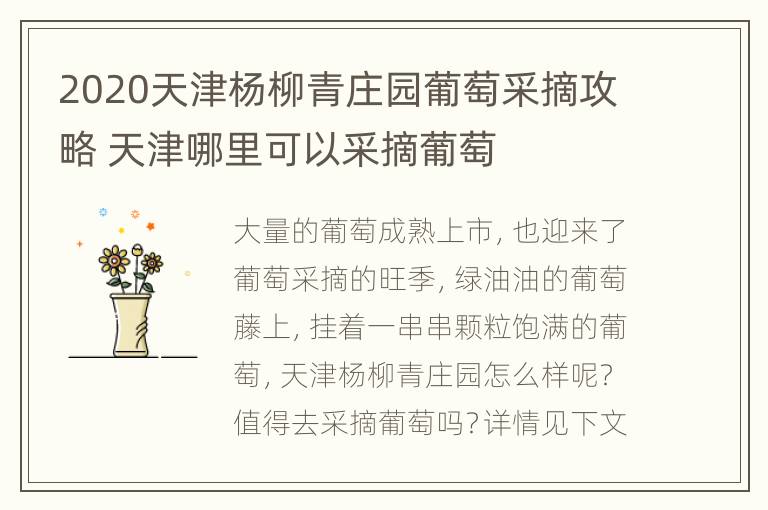 2020天津杨柳青庄园葡萄采摘攻略 天津哪里可以采摘葡萄