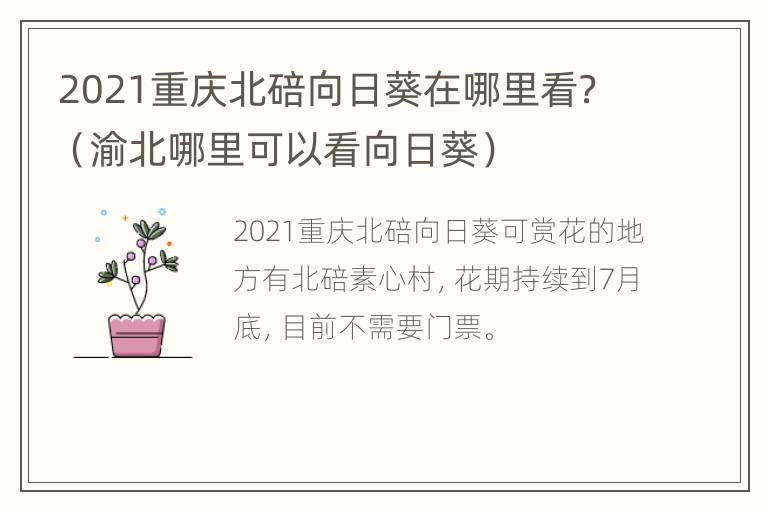 2021重庆北碚向日葵在哪里看？（渝北哪里可以看向日葵）