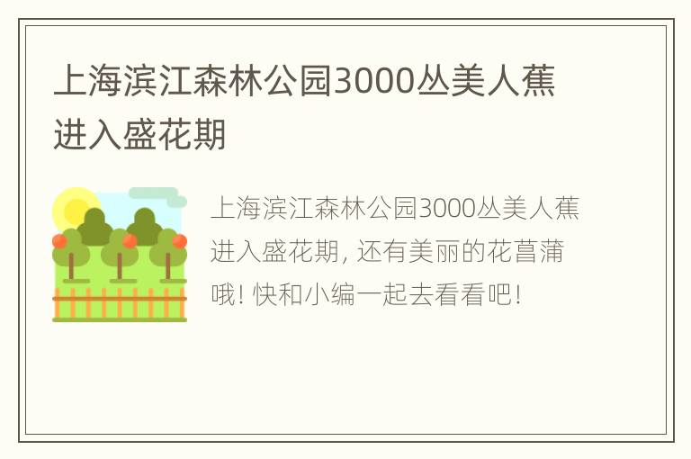 上海滨江森林公园3000丛美人蕉进入盛花期