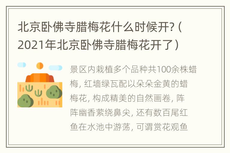 北京卧佛寺腊梅花什么时候开?（2021年北京卧佛寺腊梅花开了）