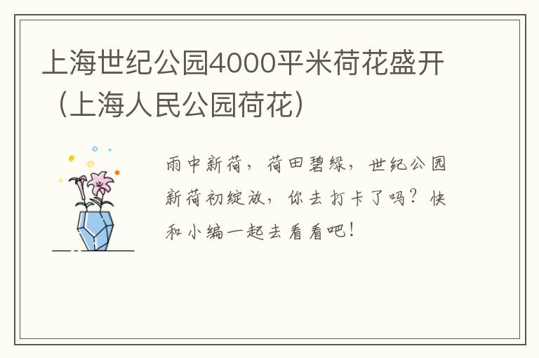 上海世纪公园4000平米荷花盛开（上海人民公园荷花）