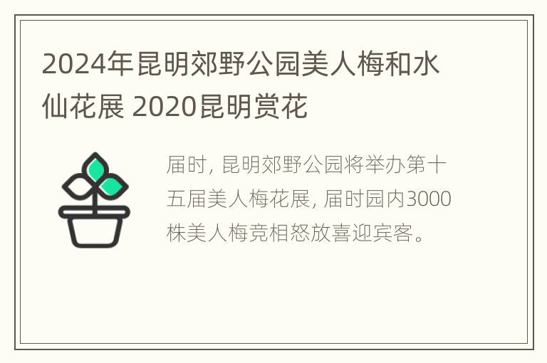 2024年昆明郊野公园美人梅和水仙花展 2020昆明赏花