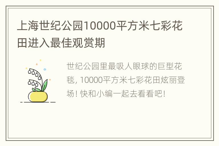 上海世纪公园10000平方米七彩花田进入最佳观赏期