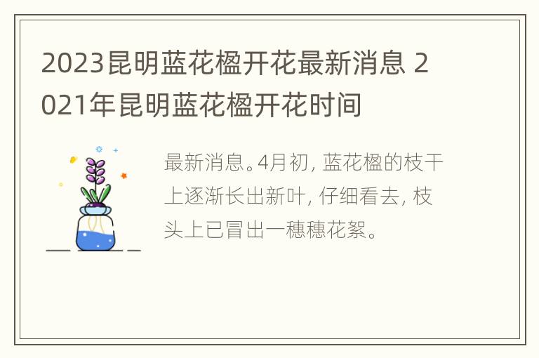 2023昆明蓝花楹开花最新消息 2021年昆明蓝花楹开花时间