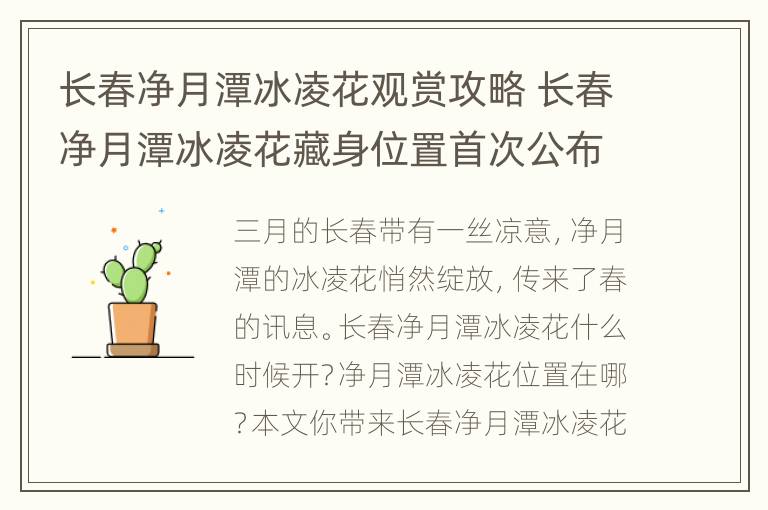 长春净月潭冰凌花观赏攻略 长春净月潭冰凌花藏身位置首次公布