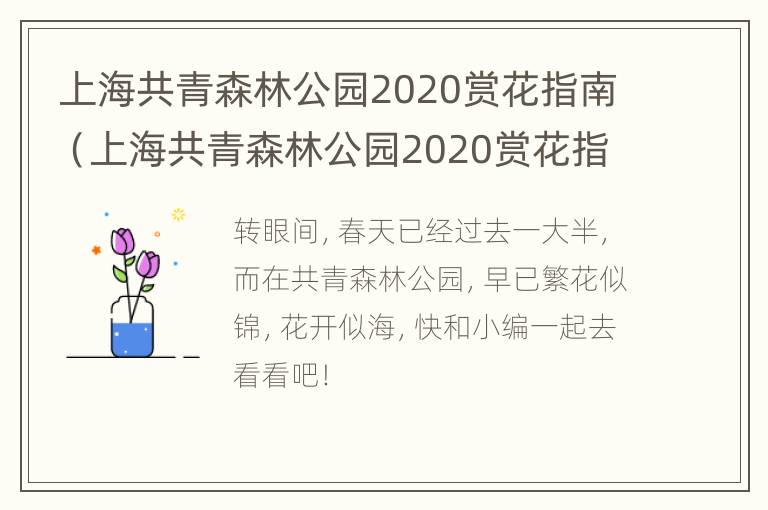 上海共青森林公园2020赏花指南（上海共青森林公园2020赏花指南视频）