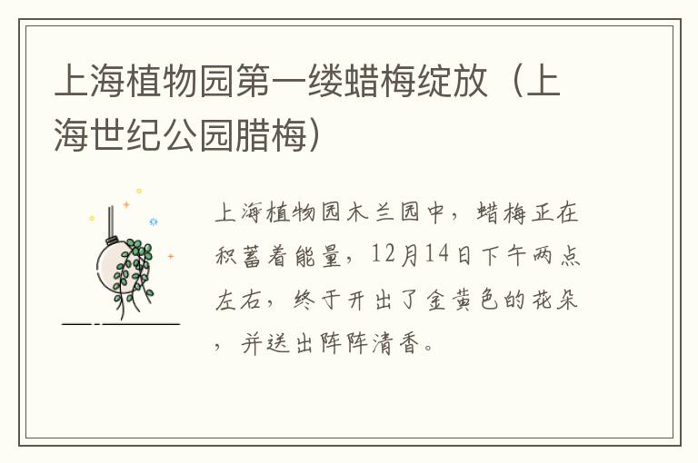 上海植物园第一缕蜡梅绽放（上海世纪公园腊梅）