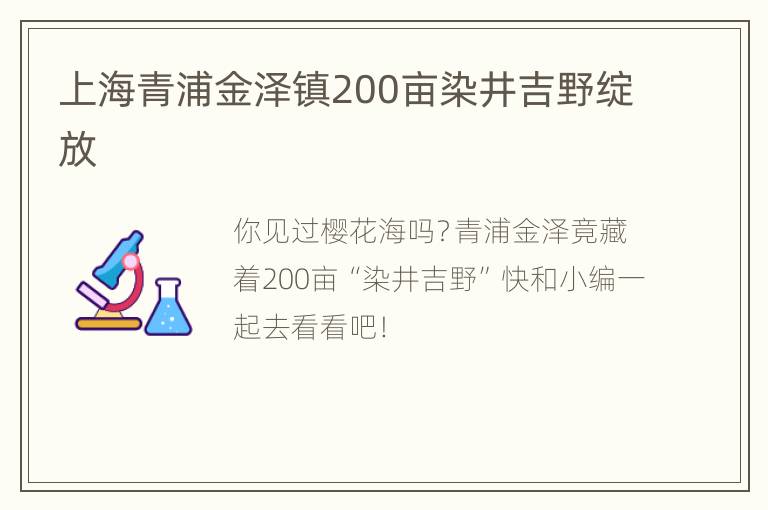 上海青浦金泽镇200亩染井吉野绽放