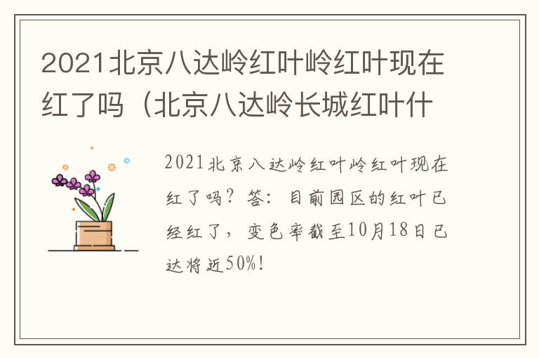 2021北京八达岭红叶岭红叶现在红了吗（北京八达岭长城红叶什么时候红）