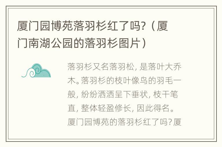 厦门园博苑落羽杉红了吗？（厦门南湖公园的落羽杉图片）