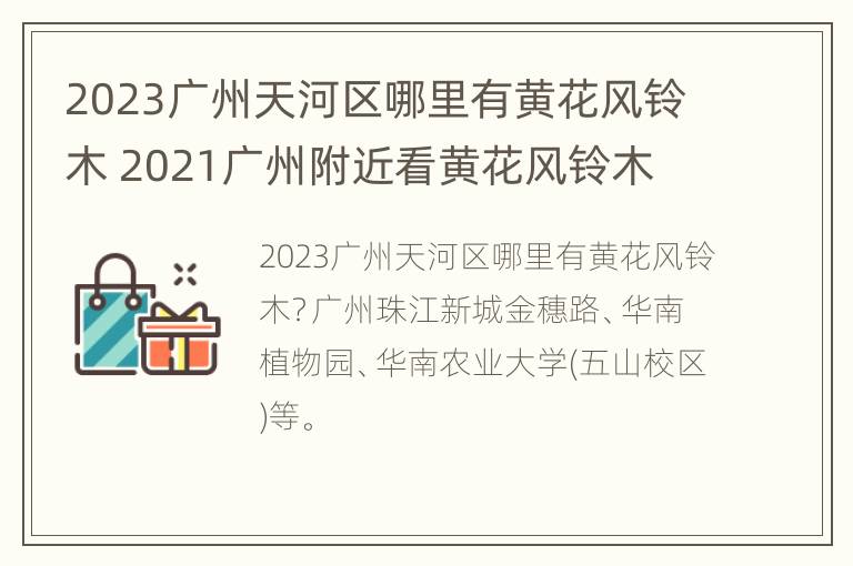 2023广州天河区哪里有黄花风铃木 2021广州附近看黄花风铃木