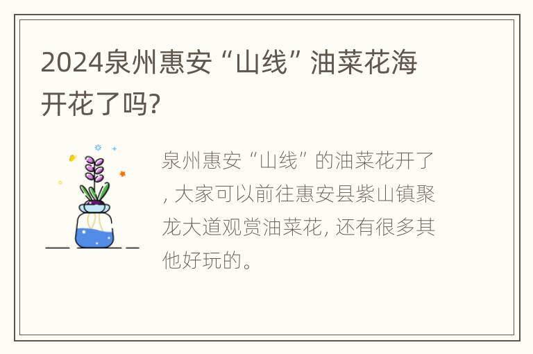 2024泉州惠安“山线”油菜花海开花了吗？