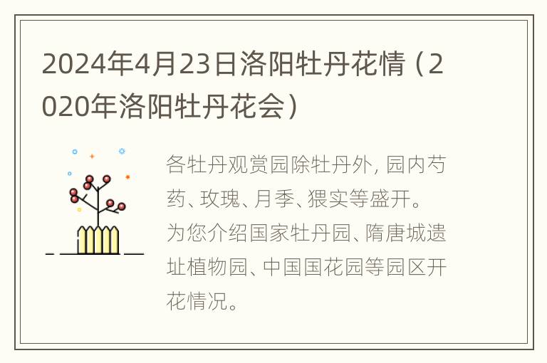 2024年4月23日洛阳牡丹花情（2020年洛阳牡丹花会）