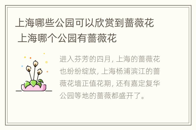 上海哪些公园可以欣赏到蔷薇花 上海哪个公园有蔷薇花