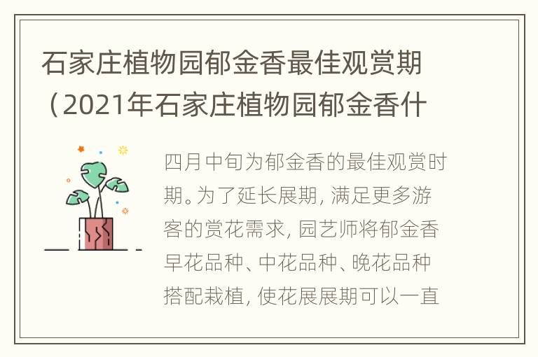 石家庄植物园郁金香最佳观赏期（2021年石家庄植物园郁金香什么时候开）