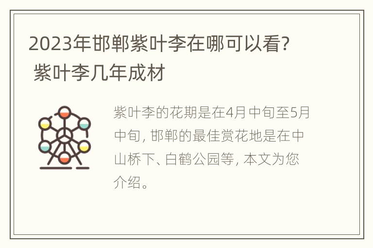 2023年邯郸紫叶李在哪可以看？ 紫叶李几年成材