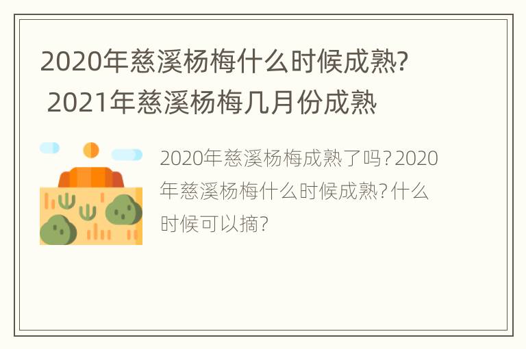 2020年慈溪杨梅什么时候成熟？ 2021年慈溪杨梅几月份成熟