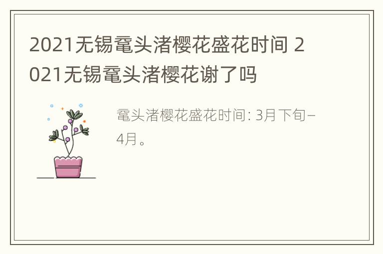 2021无锡鼋头渚樱花盛花时间 2021无锡鼋头渚樱花谢了吗