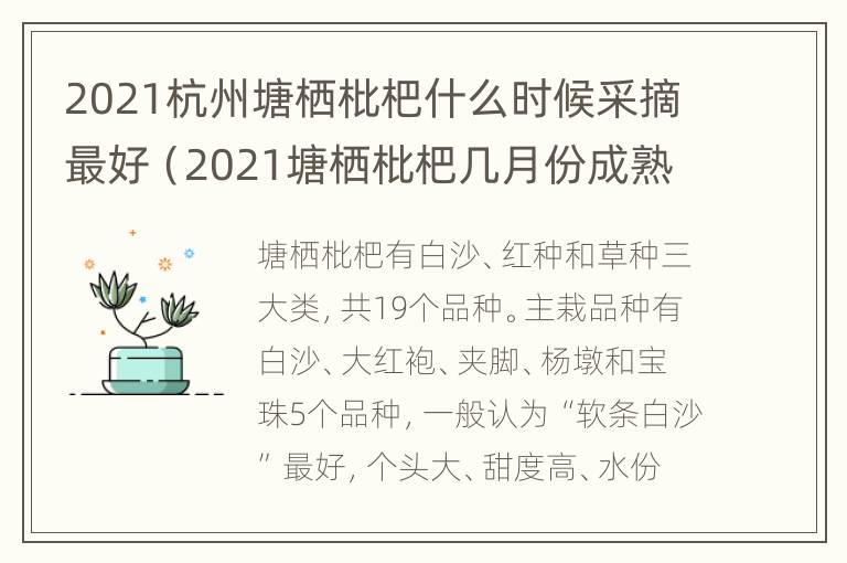 2021杭州塘栖枇杷什么时候采摘最好（2021塘栖枇杷几月份成熟）