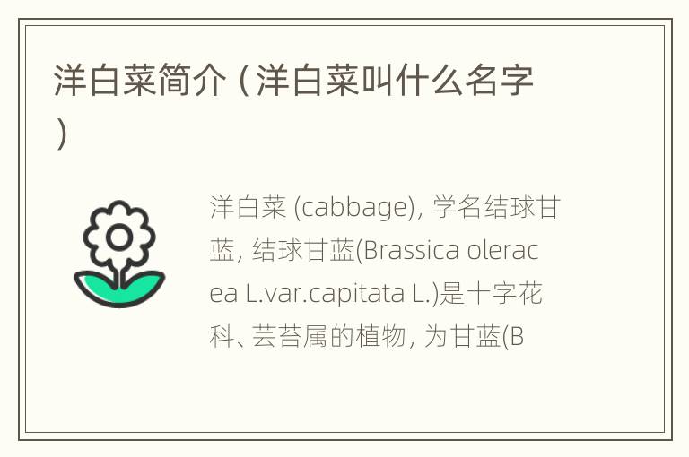 洋白菜简介（洋白菜叫什么名字）